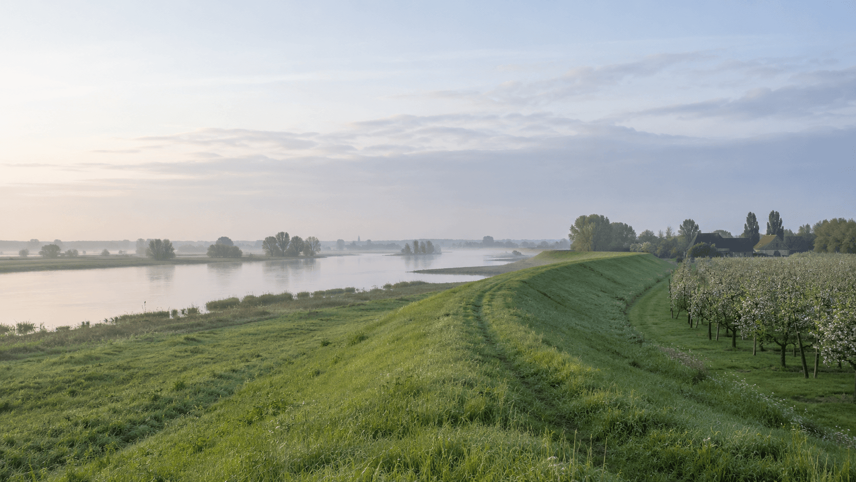 Dijk langs de rivier in de Betuwe in de ochtend, met een boomgaard in bloei